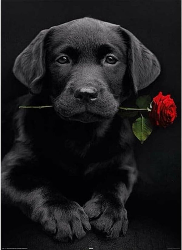 5D DIY Diamond Art Painting for Adults (Black Labrador Puppy)