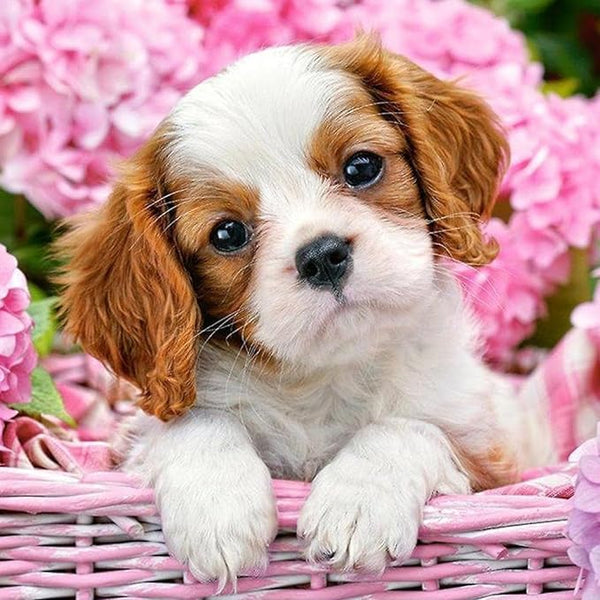 5D DIY Diamond Art Painting for Adults 40 x 30cm (Cavalier King Charles Spaniel)