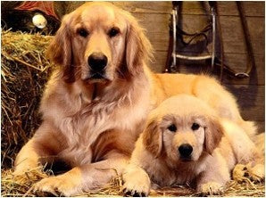 Golden Retriever & Puppy 5D DIY Diamond Art Painting 40 x 30cm, Round Rhinestone by Numbers for Arts and Crafts